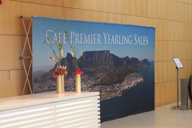 1-A-Day-In-The-Life-Of-A-Cape-Premier-Sale-Yearling