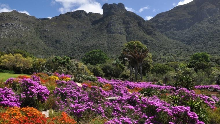 Kirstenbosch National Botanical Gardens